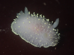 Acanthodoris hudsoni