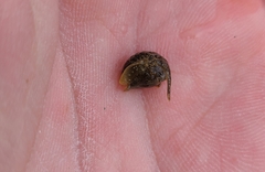 Isocladus armatus