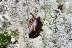 Pinthaeus sanguinipes