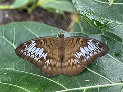 Tanaecia pelea
