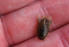 Isocladus armatus