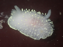 Acanthodoris hudsoni