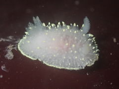 Acanthodoris hudsoni