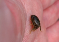 Isocladus armatus