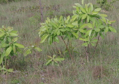Terminalia brachystemma