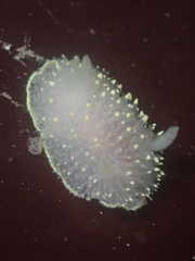 Acanthodoris hudsoni
