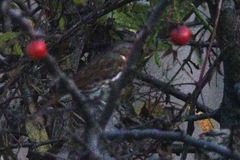 Passerella iliaca iliaca