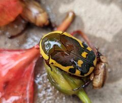 Pachnodella impressa