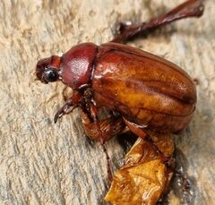 Melolonthinae