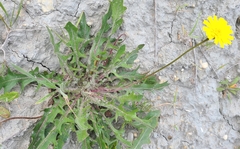 Pilosella piloselloides