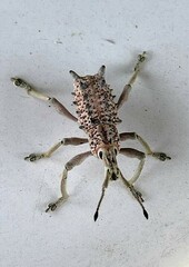 Leptopius setosus