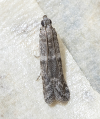 Eurythmia angulella