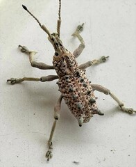 Leptopius setosus