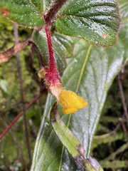 Columnea