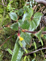 Columnea