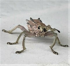 Leptopius setosus