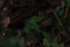 Landolphia camptoloba