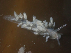 Eubranchus olivaceus