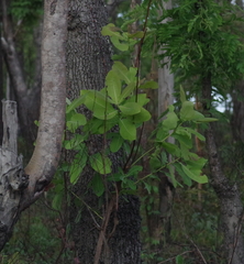 Terminalia brachystemma