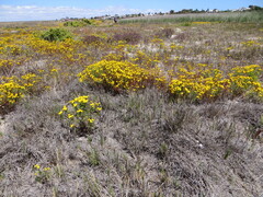 Oncosiphon suffruticosus