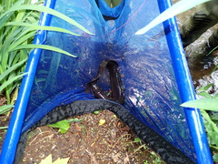 Anguilla dieffenbachii