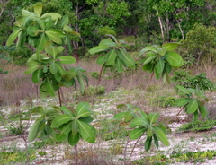 Terminalia brachystemma