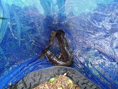 Anguilla dieffenbachii