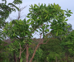 Terminalia brachystemma