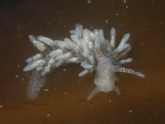 Eubranchus olivaceus