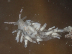 Eubranchus olivaceus