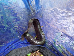 Anguilla dieffenbachii