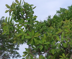 Terminalia brachystemma