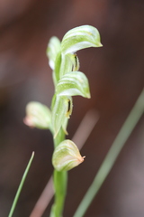 Pterostylis macilenta