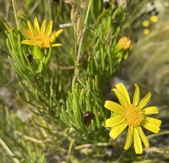 Senecio pinifolius