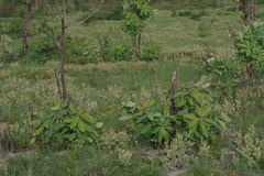 Terminalia brachystemma