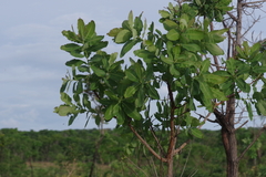 Terminalia brachystemma