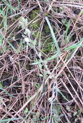 Chamaecytisus ruthenicus