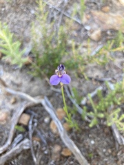 Comesperma calymega