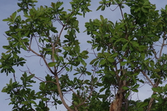 Terminalia brachystemma