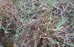 Carex humilis