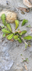 Leptinella dioica