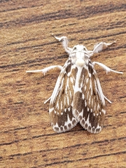 Pseudoadites frigida