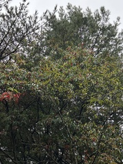 Photinia niitakayamensis