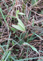 Trifolium montanum