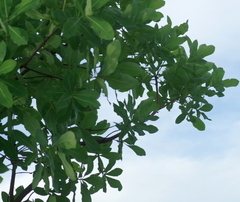 Terminalia brachystemma