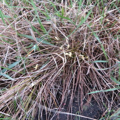 Carex humilis