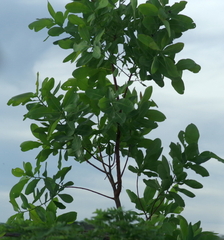 Terminalia brachystemma