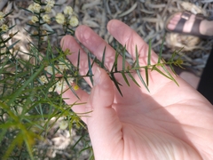 Acacia rupicola