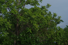 Terminalia brachystemma