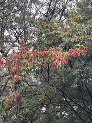 Photinia niitakayamensis